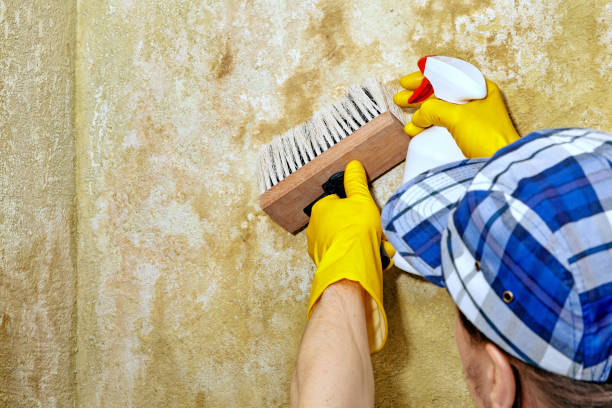 Mold Remediation for Rental Properties in Helena, MT